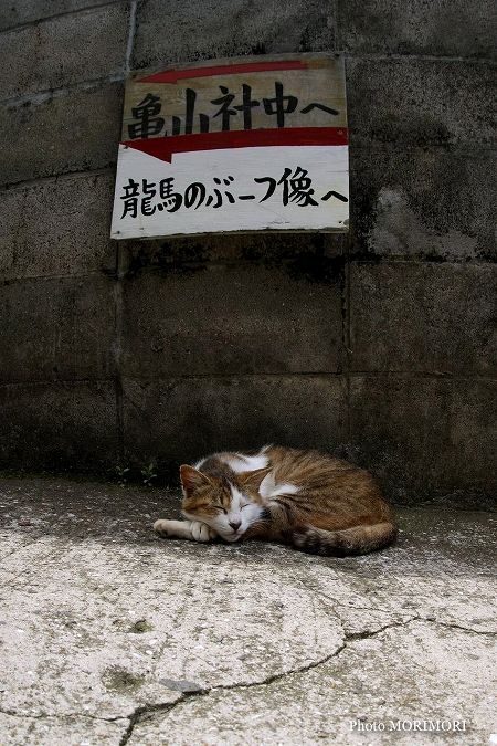 龍馬通り 猫 龍馬通り 猫